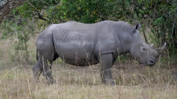 Vista lateral de un rinoceronte blanco adulto en una reserva natural africana — Vídeo de stock