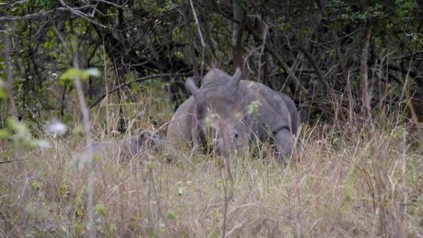 Vrouwelijke witte neushoorn met baby rusten in het struikgewas van de Afrikaanse reserve — Stockvideo