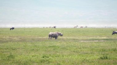 Vahşi Afrika Beyaz Gergedanı Ovalarda otluyor Diğer Hayvanlar arasında Savannah