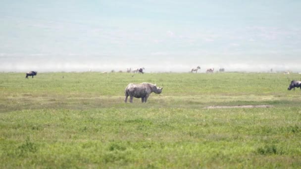 Vahşi Afrika Beyaz Gergedanı Ovalarda otluyor Diğer Hayvanlar arasında Savannah — Stok video