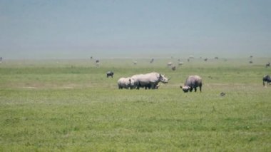 Vahşi Afrika Beyaz Gergedanı Buffalos Zebra Devekuşu Savannah ovalarında otluyor
