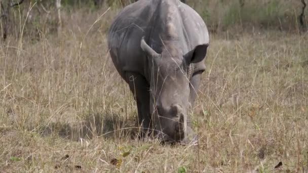 Retrato de un rinoceronte blanco africano paseando en un arbusto en la sabana de la vida silvestre — Vídeo de stock
