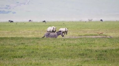 Zebra Antilop ve Beyaz Gergedan sıcak bir günde Afrika bozkırında otluyorlar.