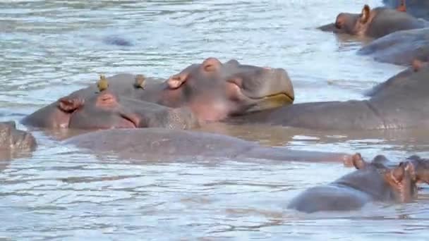 Wilde Herde afrikanischer Flusspferde schläft und ruht im schlammigen Fluss — Stockvideo