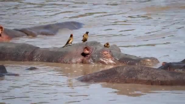 Feche acima da cabeça do Hippopotamus acima da água do rio onde os pássaros comem parasita — Vídeo de Stock