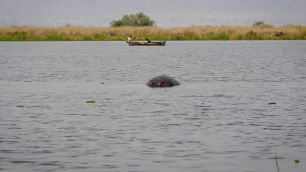 Hippo simmar i en afrikansk flod i bakgrunden flytande båt med fiskare — Stockvideo