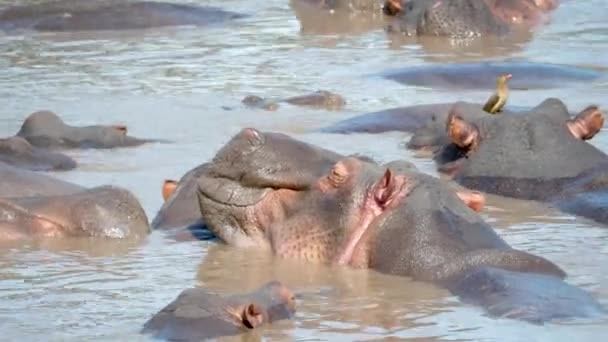 Manada salvaje de hipopótamos africanos duermen y descansan en el río mohoso del agua — Vídeos de Stock