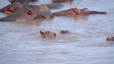 Vahşi genç su aygırları sudan çıkıp kulaklarını sallar ve dalarlar.
