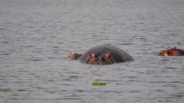 アフリカ保護区の池の水の中で小さな子牛を持つ母カバ — ストック動画