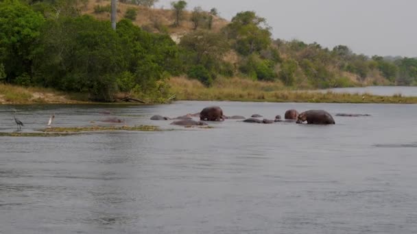 Aerial View Of Wild African Hippos Floating In The River Near The Tropical Coast — Stock Video