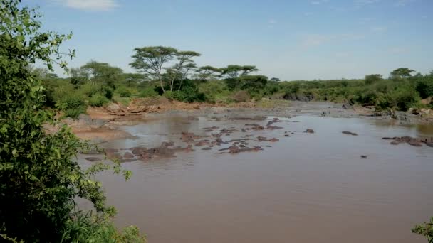 Panorama Rookery mandria di ippopotami selvatici nel fiume africano Mara con acqua marrone — Video Stock