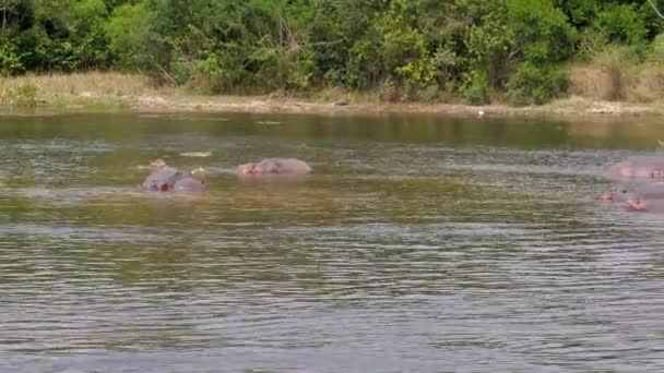 Widok z lotu ptaka z dzikich afrykańskich hipopotamy w rzece w pobliżu brzegu z krzewy — Wideo stockowe