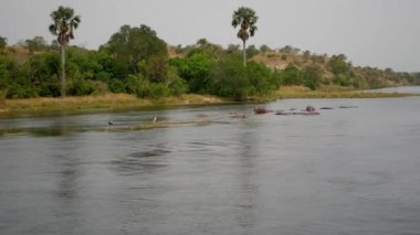 Vahşi Afrika Su Aygırları Dinlenme ve Tropikal Sahil yakınındaki nehirde uyku Havadan Görünümü
