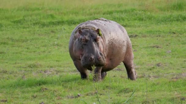 Afrikansk vuxen Hippopotamus i det Wild i betet defecates under pressar — Stockvideo