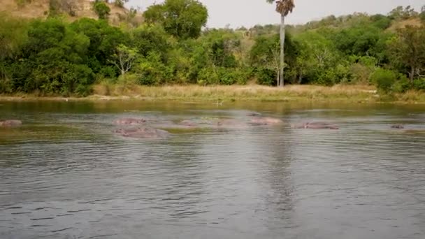 Flygbild över vilda afrikanska flodhäst i floden nära stranden med buskar — Stockvideo