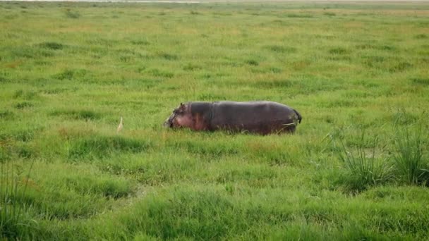 Afrikanisches Flusspferd weidet im saftig grünen Gras auf sumpfiger Weide knietief im Schlamm