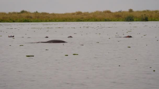 Бегемоти плавають і відпочивають в озері або водоймі в африканському заповіднику — стокове відео