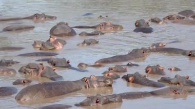 Large Herd Of African Hippopotamus Sleep And Rest In Water Muddy River Or Lake