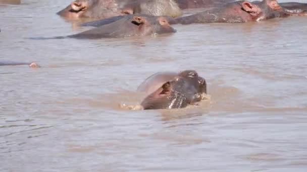 Смешные бегемоты играют в воде бассейна и кусаются в яслях — стоковое видео