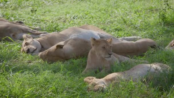 Leoas africanas selvagens dormem na sombra de uma árvore de acácia depois de caçar — Vídeo de Stock