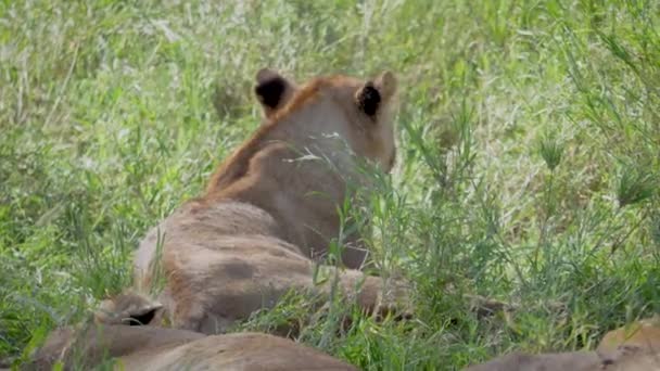 Primer plano de leonas africanas salvajes descansando a la sombra de un árbol en el calor — Vídeo de stock