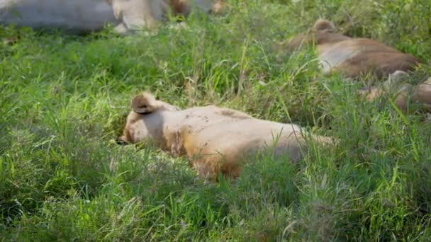 Da vicino della leonessa africana selvaggia che dorme sull'erba a Savannah e si sveglia — Video Stock