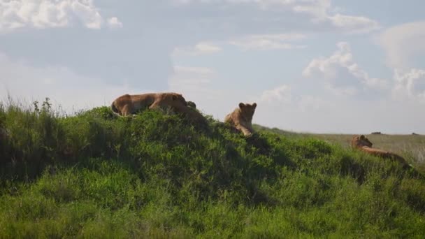 Dzikie Lwy leżą na wzgórzu w afrykańskiej Savannah — Wideo stockowe