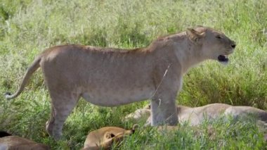 Wild Afrika Dişi Aslan saatler Bu Cub Tehlikede Değil Close Up Wild