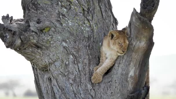 可爱的小狮子笨拙和小心地试图留在野生的树枝 — 图库视频影像