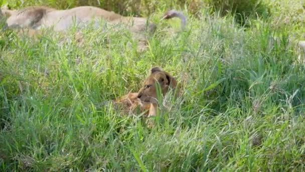 En Orgullo lindo león se para en sus pies y mira alrededor salvaje sabana — Vídeo de stock