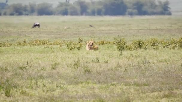 Дикий лев лежить на траві саванни в спекотний день з ефектом Хейза — стокове відео