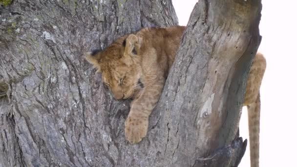 Primer plano de un lindo cachorro de león durmiendo en una rama de árbol en la vida silvestre — Vídeo de stock