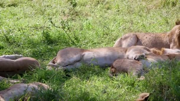 Pride of Lions slapen in de dag en zwaaien hun staarten en stoten vliegen en parasieten — Stockvideo