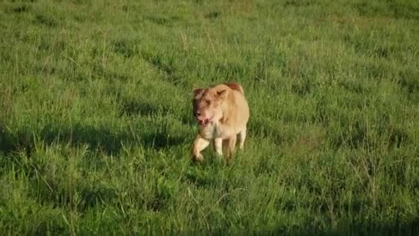 Lioness med en blodig ansikte går på en slätten av gräsmark i Afrikansk savann — Stockvideo