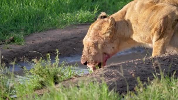 Африканская дикая львица с окровавленным лицом, пьющая воду из лужи — стоковое видео