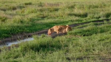 Otlakta Yabani Su Birikintileri Gelen Kanlı Yüz İçme Suyu ile Afrika Dişi Aslan
