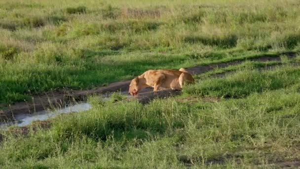 Αφρικανική λέαινα με ματωμένο πρόσωπο πόσιμο νερό από λιμνούλες σε άγριο λιβάδι — Αρχείο Βίντεο