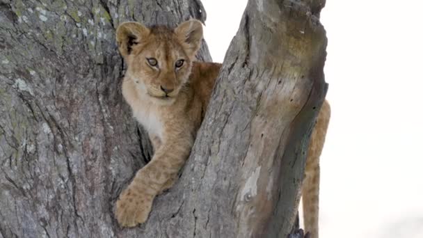 Portrét roztomilého malého lva na větvi větve ve volné přírodě v Africe closeup — Stock video