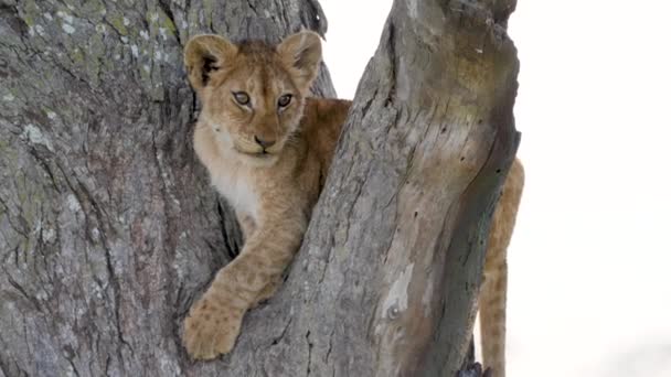 Ritratto di cucciolo di leone carino su un ramo d'albero nella natura selvaggia dell'Africa Primo piano — Video Stock