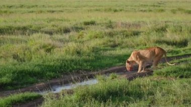 Kanlı Yüzlü Afrika Dişi Dişi Dişi Su Birikintilerinden Su İçecek Şekilde Eğilir