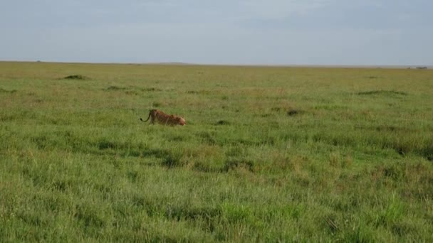 Lionne avec un visage dans le sang marche dans une plaine de prairie dans la savane africaine 