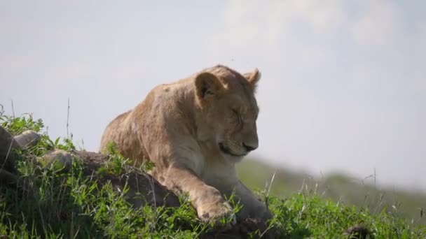 León africano durmiendo acostado en la hierba en la sabana — Vídeo de stock