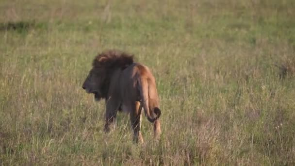 Leão africano adulto com uma bela juba na vida selvagem de Savannah — Vídeo de Stock