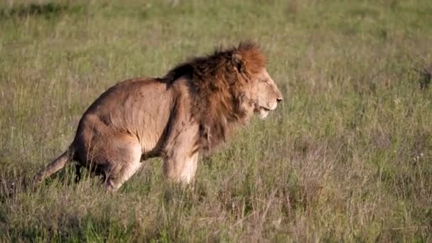 León adulto defecates en africana sabana fauna lado vista — Vídeo de stock