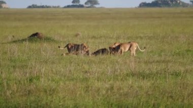 Aslanlar Yeme Gurur Rezervasyon Afrika Savanna Yaban Hayatı Içinde Yakalanan Av