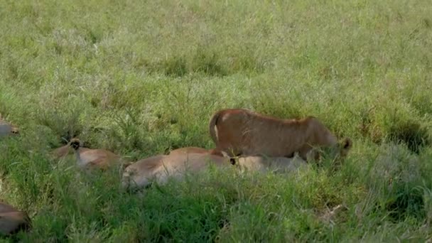 プライドの木の影の下で快適な場所を探している妊娠中のライオン — ストック動画