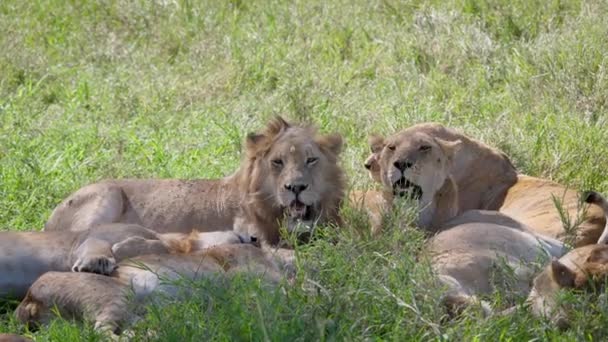 Löwe mit Löwin streichelt im Schatten der Bäume in der afrikanischen Savanne — Stockvideo
