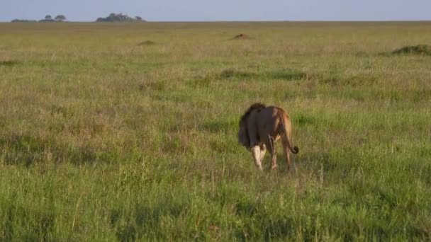 Volwassen leeuw met een Mane lopen in de verte op vlakte in de Afrikaanse savanne — Stockvideo