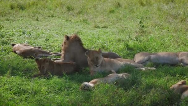 怠惰なアフリカのライオンは、獲物を食べた後、木陰の下で眠り、休息する — ストック動画