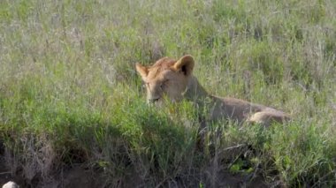 Tembel Afrika Lioness Savannah On Grass On Yatan Prey Yedikten Sonra Dinlenme